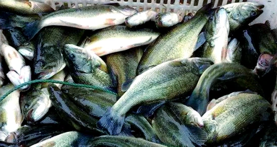 Aquaculture System (RAS) Aquaculture System (RAS)